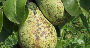 Příčiny strupovitosti na hrušce a způsoby zacházení s drogami a lidovými prostředky